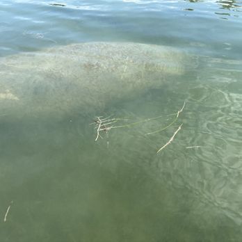 Sugarloaf Key Key West KOA Holiday - Manatee right by the marina - Campgrounds Near Me - Sugarloaf Key, Florida Sugarloaf Key Key West KOA Holiday - Manatee right by the marina - Campgrounds Near Me - Sugarloaf Key, Florida