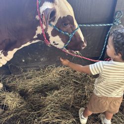 Prince William County Fairgrounds - Cows