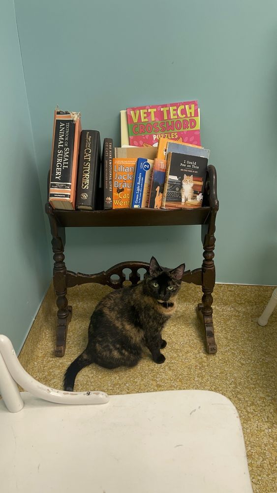 East Lake Cat Care Center - pet boarding facility in Dallas, TX