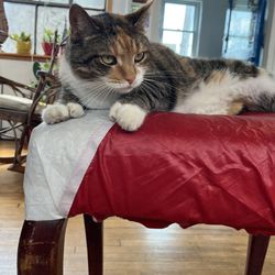 Dinghy Shop - Cat