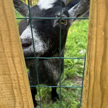 Thrift Shop-Pandemonium Rainforest Project - Cute goat 2 - Thrift Stores Near Me - Deep River, Connecticut Thrift Shop-Pandemonium Rainforest Project - Cute goat 2 - Thrift Stores Near Me - Deep River, Connecticut
