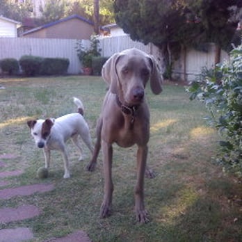 The Pet Concierge - Tom Sawyer & Bourqx at the Canine Club - Dog Walkers Near Me The Pet Concierge - Tom Sawyer & Bourqx at the Canine Club - Dog Walkers Near Me