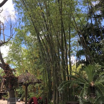 Bamboo Gardens Davie | Fasci Garden