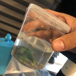 Tropical Fish & Pets - Exactly how I bought him, the rest of them were also kept in the same levels of water