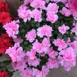 Alta Florist & Greenhouse