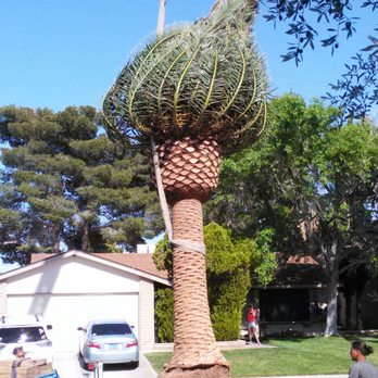 Oasis Trees Group - Tree Services Near Me Oasis Trees Group - Tree Services Near Me