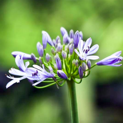 Agapanthus - Agapanthus. Our inspiration! From the Greek for flower of love.
