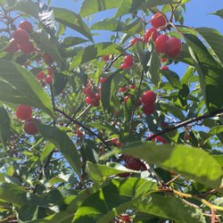 Rennie Orchards - Cherries