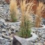 Photo of David Vargas Landscaping
