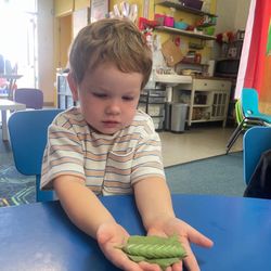Growing Tree Pre-School - Project Catepillar