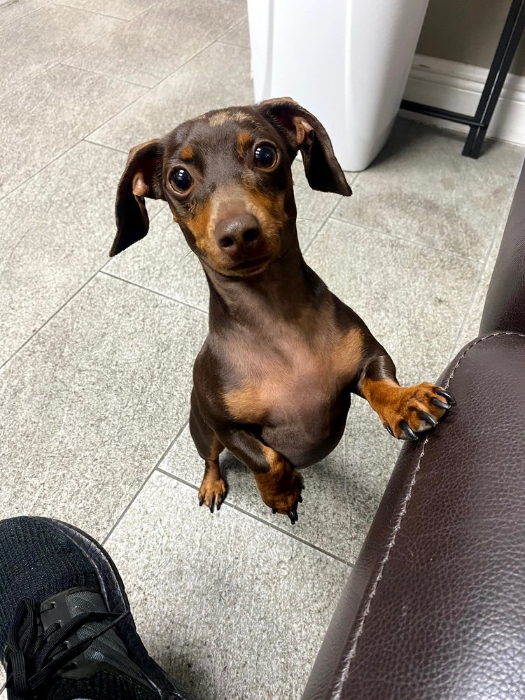 ANIMAL HOUSE VETERINARY HOSPITAL CLOSED Updated September 2024