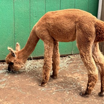 Maui Alpaca - Alpaca - Attraction Farms Near Me - Makawao, Hawaii Maui Alpaca - Alpaca - Attraction Farms Near Me - Makawao, Hawaii
