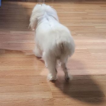 The Clip Joint Pet Grooming - Pet Groomers Near Me - Orange, California