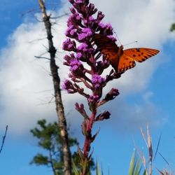 Native Butterfly Flowers - Gulf Fritillary Butterfly