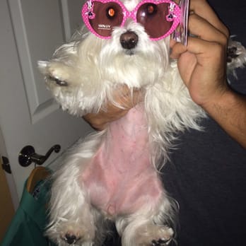 Paradise Animal Clinic - Maltese 9 pounds 7 years old - Veterinarians Near Me - Hialeah, Florida Paradise Animal Clinic - Maltese 9 pounds 7 years old - Veterinarians Near Me - Hialeah, Florida