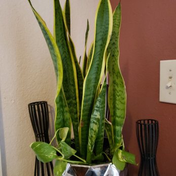 Plant Terra - Nurseries & Gardening Near Me - Hayward, California