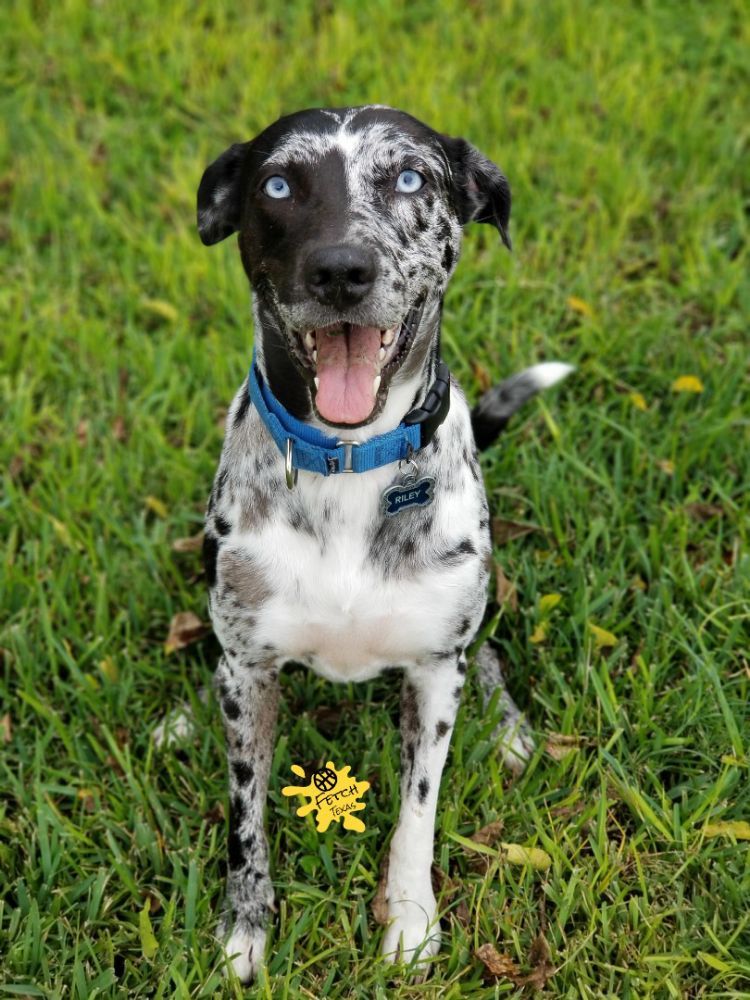 FETCH TEXAS 26102 Crossland Park Ln, Cypress, Texas Pet Boarding