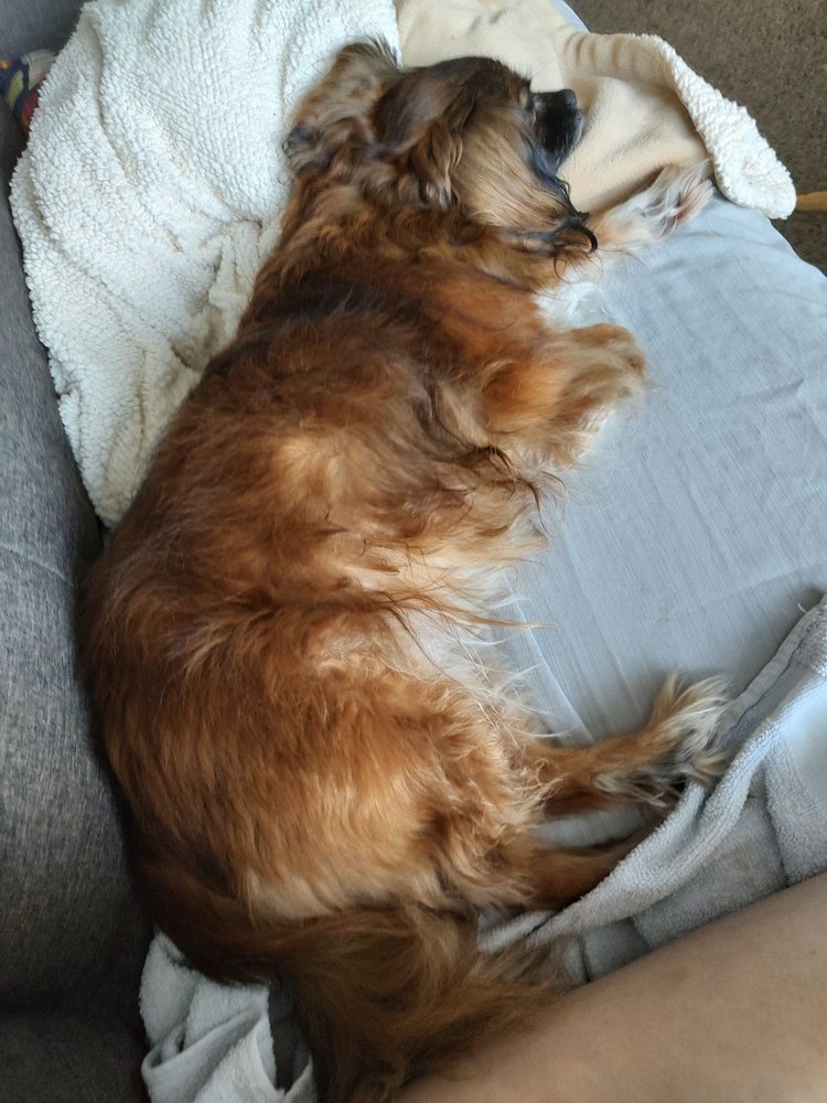 ASTORIA GROOMING Updated August 2024 22 Reviews 3162 Marine Dr