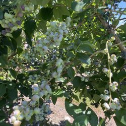 Bartlett's Blueberry Farm