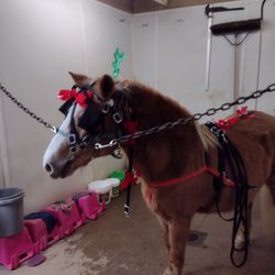 Decorate the horse