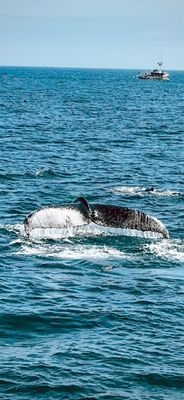 7 Seas Whale Watch by null