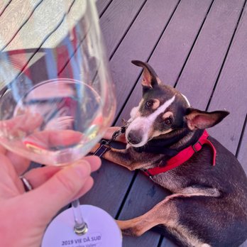 Sigillo Cellars - 2019 VIE DÃ SUD on the dog friendly back deck - Wineries Near Me - Snoqualmie, Washington Sigillo Cellars - 2019 VIE DÃ SUD on the dog friendly back deck - Wineries Near Me - Snoqualmie, Washington