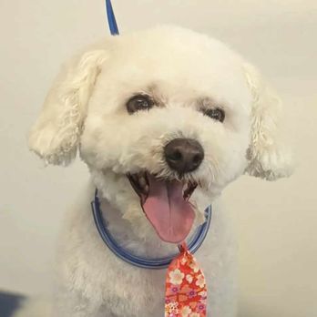 BJ's Paws Spa - Pet Groomers Near Me - Orangeville, Ontario