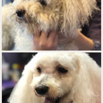 Paws Pet Salon - Before & After - Pet Groomers Near Me - Clinton, Tennessee Paws Pet Salon - Before & After - Pet Groomers Near Me - Clinton, Tennessee