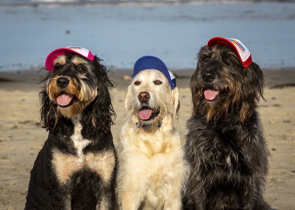 TOP DOG WASH & GROOM Updated July 2024 129 Photos & 235 Reviews