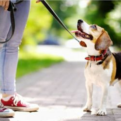 Down 4 Paws - Leash Walking