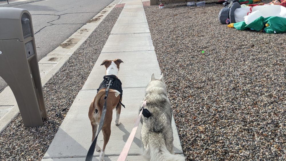 Dikla Baranes - pet boarding facility in Albuquerque, NM