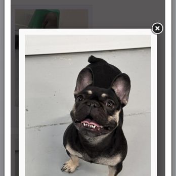 Pawsh Palace - Tiffany's report card photo - Pet Boarding Near Me - Las Vegas, Nevada Pawsh Palace - Tiffany's report card photo - Pet Boarding Near Me - Las Vegas, Nevada