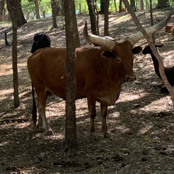 Indian Springs Ranch - Pumpkin Patches Near Me - Manchaca, Texas