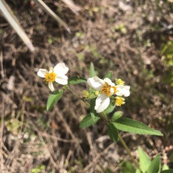 Crystal Lake Sand Pine Scrub Natural Area - Hiking Near Me - Pompano Beach, Florida