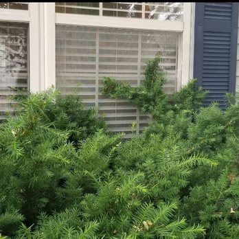 Merrill Landscape Services - "Trimmed" bush, a few branches were shortened. The other bushes were not touched. - Dense green bushes are in front of a house with window blinds and siding, partially obscuring the view. - Landscaping Near Me - Champaign, Illinois