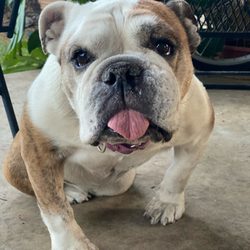Town & Country Animal Hospital & Boarding