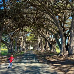 Cypress Tree Tunnel - Cypress Tree Tunnel Inverness, CA . Its a cute place for instagram.