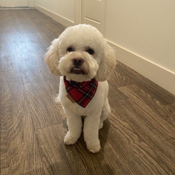 The Pawsitive Salon - Ollie after his grooming. - Pet Groomers Near Me - Bakersfield, California