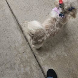 So happy after bath and haircut So happy after bath and haircut