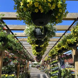 Sunnyside Gardens - Spring has sprung!