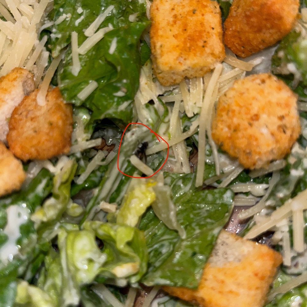 Ruby's Diner - DEAD FLY in Caesar Salad - American Near Me - San Clemente, California Ruby's Diner - DEAD FLY in Caesar Salad - American Near Me - San Clemente, California