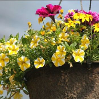 Treehouse Nursery & Landscape - Hanging baskets - Gardeners Near Me - Rexburg, Idaho Treehouse Nursery & Landscape - Hanging baskets - Gardeners Near Me - Rexburg, Idaho