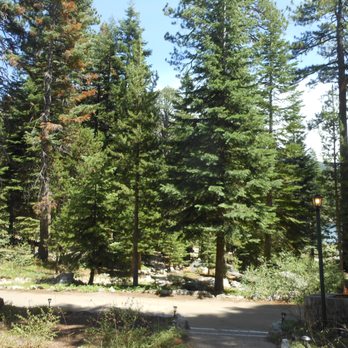 Kit Carson Lodge - trees - Hotels Near Me - Kit Carson, California
