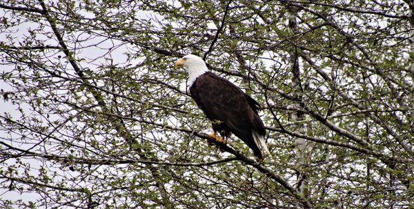 Alaska Rainforest Sanctuary by null
