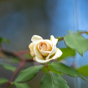Diego’s Garden Services - The Difference a Professional Pruning Makes - Gardeners Near Me Diego’s Garden Services - The Difference a Professional Pruning Makes - Gardeners Near Me