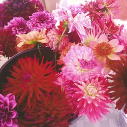 Anchorage Farmers Market - Fancy flowers