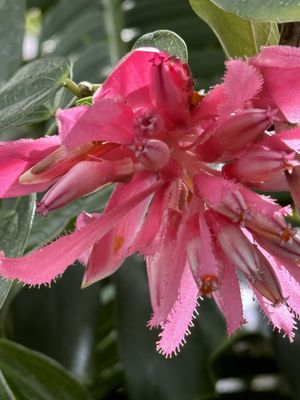 Volunteer Park Conservatory by null