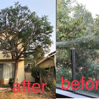 4 Seasons Tree Services - Front yard pistachio tree, before and after - Tree Services Near Me 4 Seasons Tree Services - Front yard pistachio tree, before and after - Tree Services Near Me