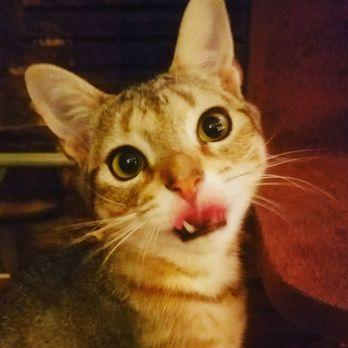 Mac Tabby Cat Cafe - Joseph Tongues Out Tuesday! - Themed Cafes Near Me - Charlotte, North Carolina Mac Tabby Cat Cafe - Joseph Tongues Out Tuesday! - Themed Cafes Near Me - Charlotte, North Carolina