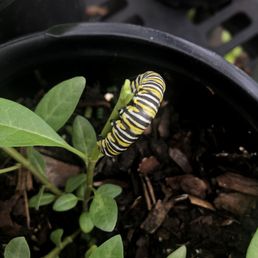 Feeding on tropical milkweed. Please be careful planting this. Feeding on tropical milkweed. Please be careful planting this.